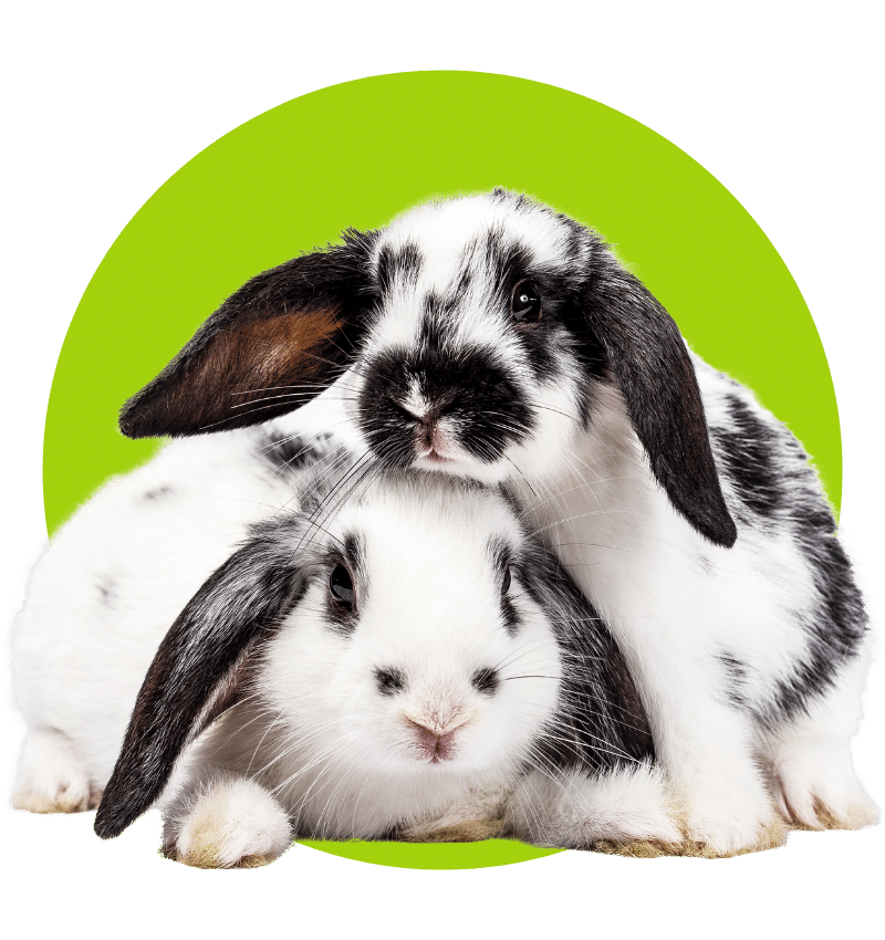 Mesa Verde - Black and White Rabbits