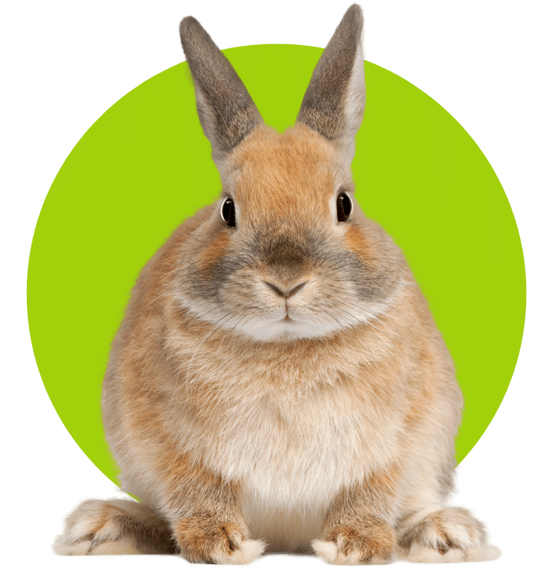 Mesa Verde - Dwarf rabbit, 6 months old Mesa Verde - dark grey chinchillas sitting
