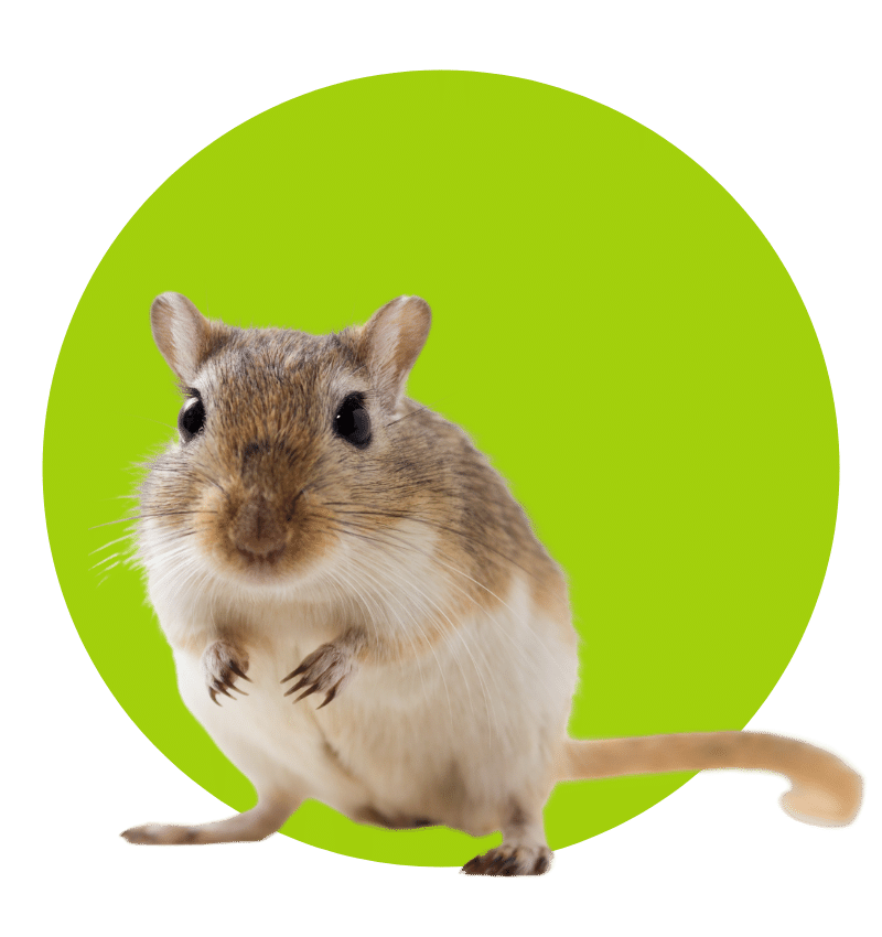 Mesa Verde - Fluffy cute rodent - gerbil