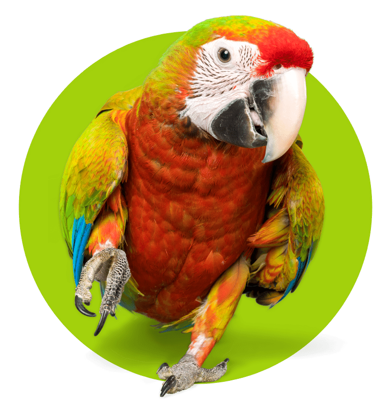Mesa Verde - Macaw Parrot