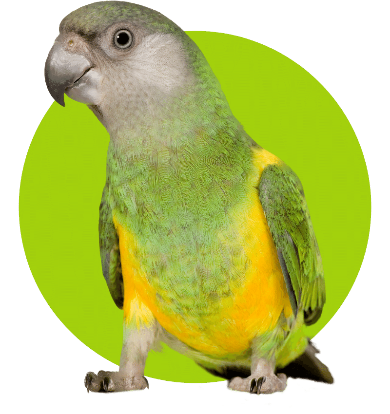Mesa Verde - Senegal Parrot - Poicephalus Senegalus
