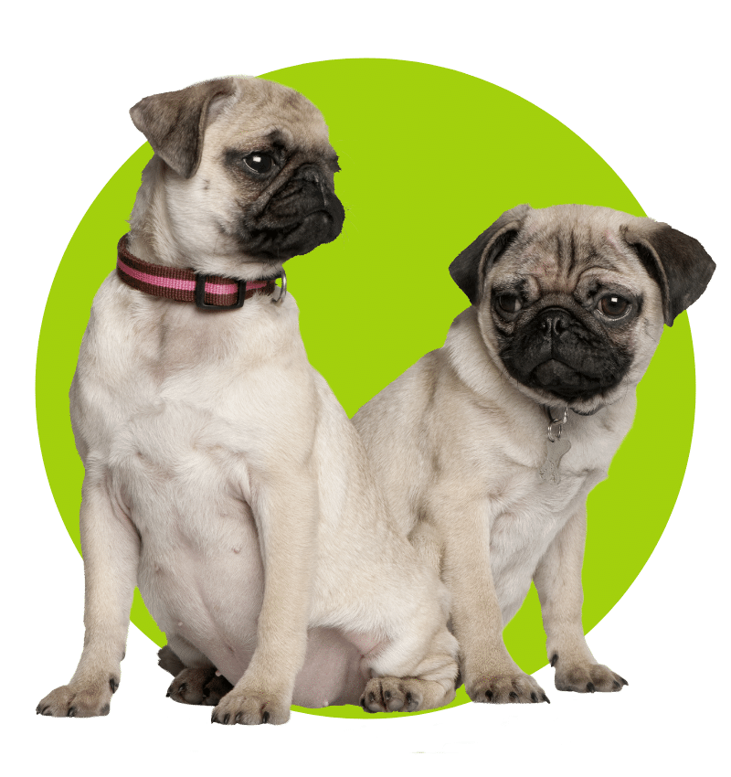 Mesa Verde - Two puppy pug (3 and 4 months old)