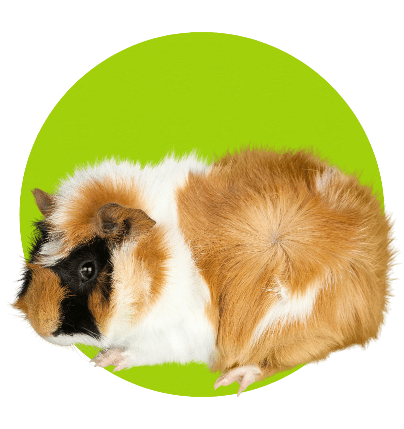 Mesa Verde - guinea pigs