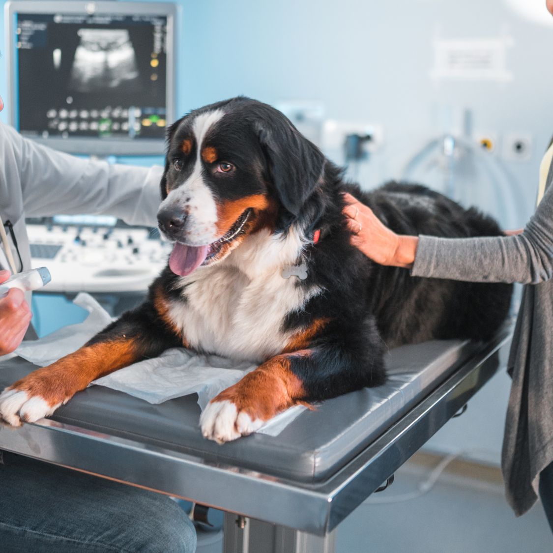 pet ultrasound