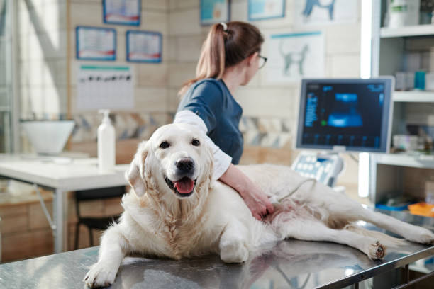 vet performing an ultrasound scan on dog
